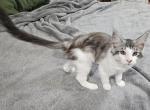 LUNA Maine coon female kitten - Maine Coon Kitten For Sale - Chickamauga&comma; GA&comma; US