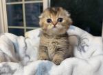 Ash - Scottish Fold Kitten For Sale - Puyallup&comma; WA&comma; US