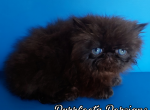Cfa chocolate carrier show potential male - Persian Kitten For Sale - Woodburn&comma; IN&comma; US
