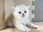 Noah - British Shorthair Kitten For Sale - Plainview&comma; NY&comma; US