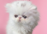 White female persian kitten - Persian Kitten For Sale - Woodburn&comma; IN&comma; US