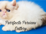 Cfa chocolate van male persian kitten - Persian Kitten For Sale - Woodburn&comma; IN&comma; US
