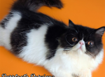 C f a black bicolor male persian kitten - Persian Kitten For Sale - Woodburn&comma; IN&comma; US