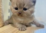 Lucas - British Shorthair Kitten For Sale - Plainview&comma; NY&comma; US