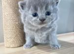 Oliver - British Shorthair Kitten For Sale - 