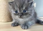 James - British Shorthair Kitten For Sale - 