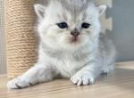 Eve - British Shorthair Kitten For Sale - 