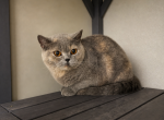 Gracie - British Shorthair Cat For Sale/Retired Breeding - Puyallup&comma; WA&comma; US
