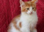 Gusto - Maine Coon Kitten For Sale - Zanesville&comma; OH&comma; US