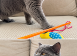 SimonBlue - British Shorthair Cat For Sale - Cumming&comma; GA&comma; US