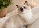 Ragdoll Boy - Ragdoll Kitten For Sale - Southwick&comma; MA&comma; US