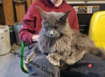 Fawn - Maine Coon Kitten For Sale - Dayton&comma; OH&comma; US