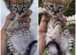 Sbt kittens - Savannah Kitten For Sale - Orange&comma; CA&comma; US