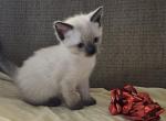Autumn - Ragdoll Kitten For Sale - Overland Park&comma; KS&comma; US