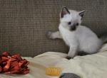 Autumn - Ragdoll Kitten For Sale - Overland Park&comma; KS&comma; US