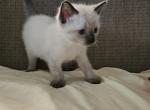 Autumn - Ragdoll Kitten For Sale - Overland Park&comma; KS&comma; US