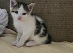 Rebel - Ragdoll Kitten For Sale - Overland Park&comma; KS&comma; US