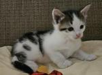 Rebel1 - Ragdoll Kitten For Sale - 