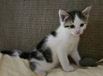 Rebel1 - Ragdoll Kitten For Sale - Overland Park&comma; KS&comma; US