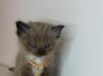 Orange collar - Ragdoll Kitten For Sale - Meadville&comma; PA&comma; US