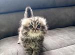 Mia - Scottish Fold Kitten For Sale - 