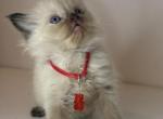 Red collar - Ragdoll Kitten For Sale - Meadville&comma; PA&comma; US