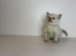 Green Collar - Ragdoll Kitten For Sale - Meadville&comma; PA&comma; US