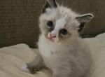 Wyatt - Ragdoll Kitten For Sale - 