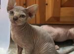 Tinkerbell - Sphynx Kitten For Sale - Nashua&comma; NH&comma; US