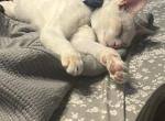 Cat - Siamese Kitten For Adoption - Yuma&comma; AZ&comma; US
