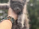 Highland Lynx June litter - Highlander Kitten For Sale - Absarokee&comma; MT&comma; US