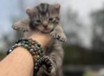 Polydactyl - Polydactyl Kitten For Sale - Absarokee&comma; MT&comma; US