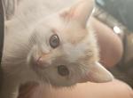 Doja - Domestic Kitten For Sale - Columbia&comma; MO&comma; US