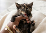 Vladimir and Tee first Litter - Maine Coon Kitten For Sale - Fort Myers&comma; FL&comma; US