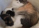 Hannahs Babies - Ragdoll Kitten For Sale - Howell&comma; MI&comma; US