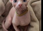 Silver - Sphynx Kitten For Sale - San Gabriel&comma; CA&comma; US