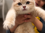 Sesame - British Shorthair Kitten For Sale - Fairfax&comma; VA&comma; US