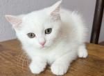 Luna - Scottish Straight Kitten For Sale - Davenport&comma; FL&comma; US