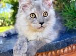 Claudia beautiful high smoke girl - Maine Coon Kitten For Sale - Grant Valkaria&comma; FL&comma; US