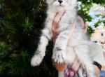 Sterling Stunning Silver Boy - Maine Coon Kitten For Sale - Grant Valkaria&comma; FL&comma; US