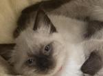 Merlin and Maggies kittens - Balinese Kitten For Sale - Marion&comma; IN&comma; US