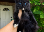 Salem BlueEyed Black Smoke - Maine Coon Kitten For Sale - Grant Valkaria&comma; FL&comma; US