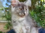 Polydactyl Tortie Girl - Maine Coon Kitten For Sale - Grant Valkaria&comma; FL&comma; US
