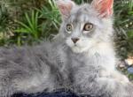 Serafina silver beauty - Maine Coon Kitten For Sale - Grant Valkaria&comma; FL&comma; US