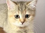 Scottish straight female - Scottish Straight Kitten For Sale - Davenport&comma; FL&comma; US
