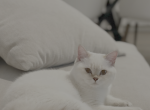 Chanel - British Shorthair Kitten For Sale - Roseville&comma; CA&comma; US