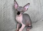 Archie - Sphynx Kitten For Sale - Brooklyn&comma; NY&comma; US