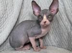 Arnold - Sphynx Kitten For Sale - Brooklyn&comma; NY&comma; US
