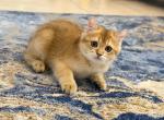 Male - Scottish Straight Kitten For Sale - Davenport&comma; FL&comma; US