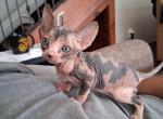 TICA Calico Bi Color - Sphynx Kitten For Sale/Service - Rockford&comma; IL&comma; US